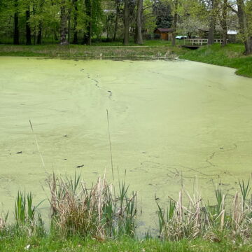 The greenish-yellow castle pond at Schloss Wiepersdorf with grass in the foreground and trees and a small wooden bridge in the background